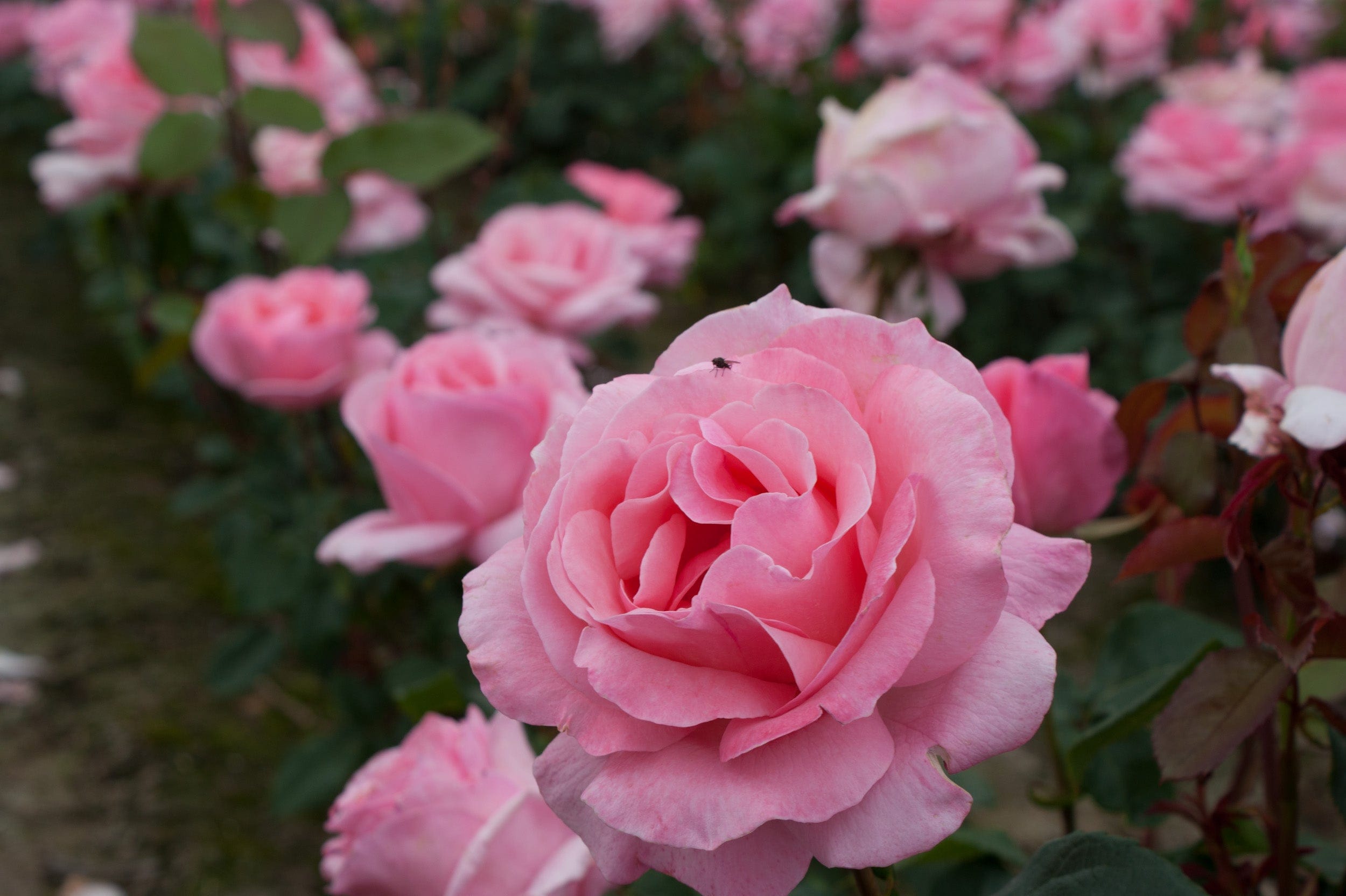 Ros 'Drottning Elizabeth®'